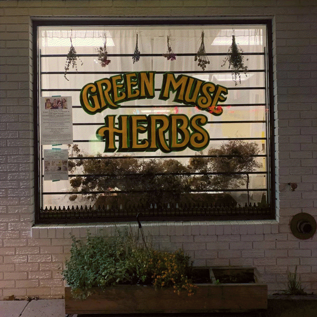 a window with 'Green Muse Herbs' written out in stylistic yellow and green lettering, bouquets of dried flowers above and below, and an array of of tinctures along the windowsill. a planter box sits below.