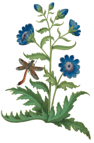 a colourful 16th century illustration of chicory with a dragonfly visiting