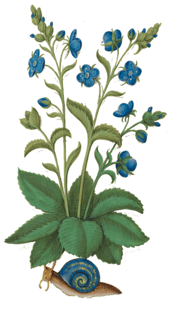 a colourful 16th century illustration of speedwell with a snail visiting