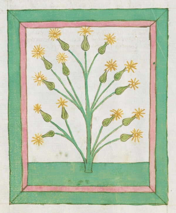 a colourful 15th century illustration of St John's Wort